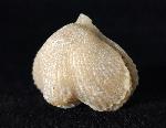 Cyclothyris vespertilio (BROCCHI 1813) - Bild © FossNet FossilienStore